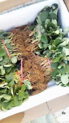 探寻优质便宜草莓苗厂家 苗木选购与供应商指南