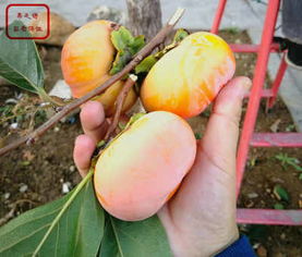 7公分柿子树苗厂家迎来市场热潮，苗木产业助力乡村振兴