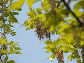 好苗不怕没好价——论优质苗木的价值与市场潜力