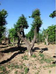 山东大型白丁香供应基地 优质苗木的生产与价格解析