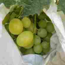 苗木 生命之始，未来之基