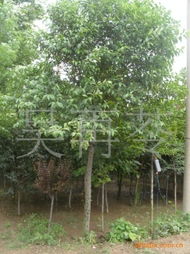 吴再苓绿化苗木产品列表