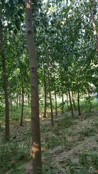 精品苗木推荐 打造园林绿化的理想选择