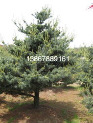 五针松 盆景艺术的经典之选与市场概况