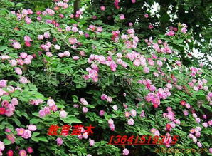 沭阳县教育绿化苗木园艺场攀援植物产品列表