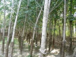 山东省济宁秀冉苗木基地 优质苗木产品展示