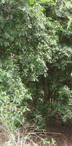 绿化苗木产品之213号苗木图片与信息