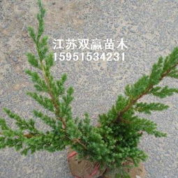 火棘小苗的培育与江苏双赢绿化苗木基地的专业服务